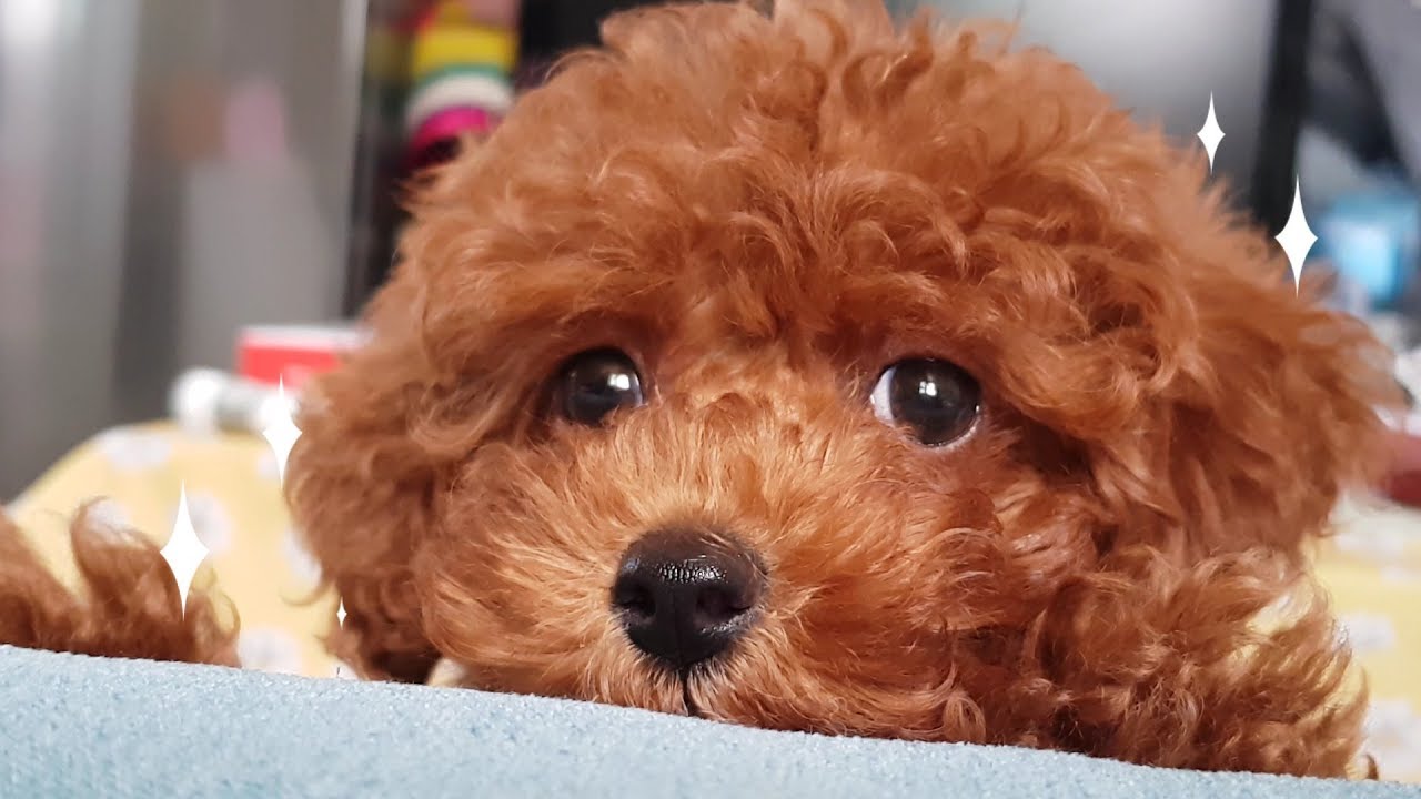 푸들