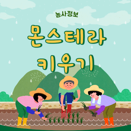 몬스테라 키우기