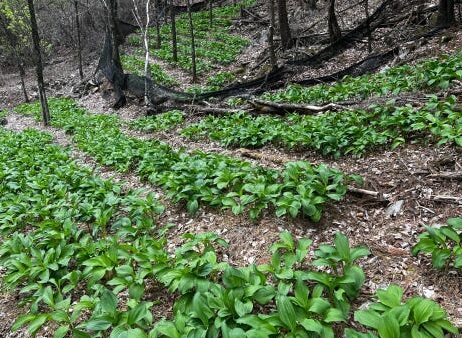 생방송투데이 이 주의 장바구니 강원도 평창 참두릅 365삼 구입 주문방법 산양삼, 오가피순, 명이나물, 고들빼기, 산더덕, 솔순, 도라지, 땅두릅