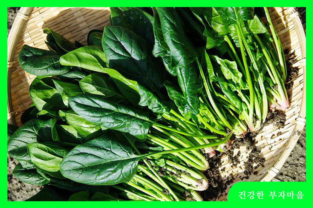 저혈압에 좋은 음식 - 시금치