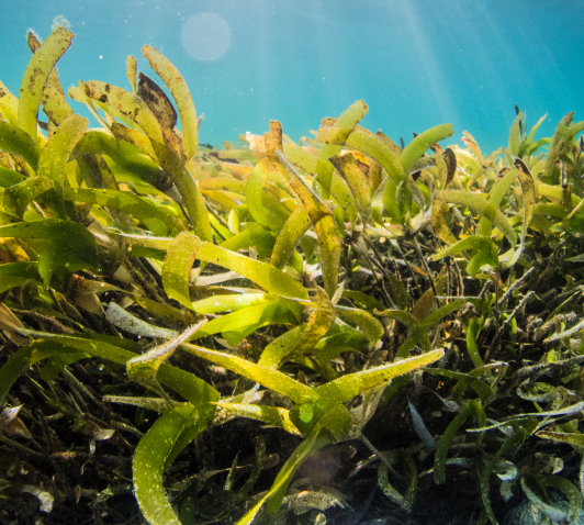 갑상선에 좋은 음식