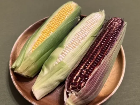 플라보노이드 성분이 포함된 옥수수