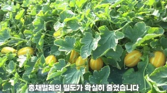 참외 재배 꽃 솎기 차광막 설치 당도 관리_7