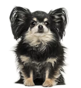 장모치와와/출처:어도비스톡