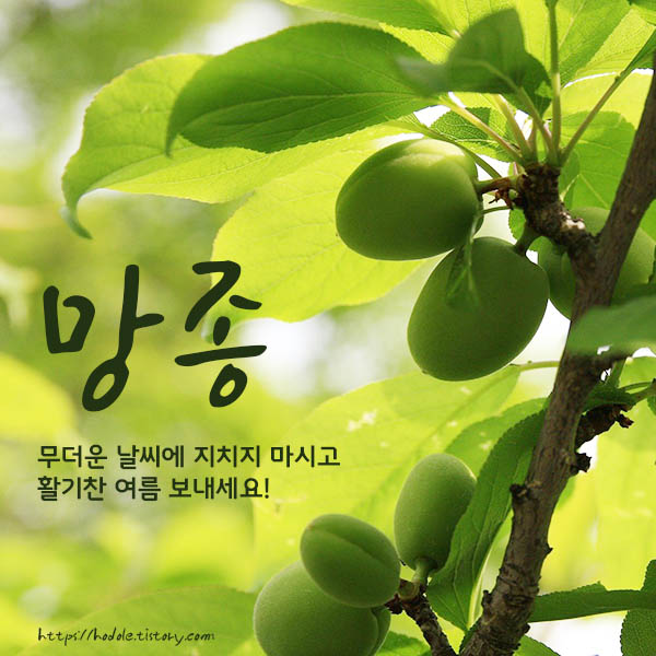 매실이주렁주렁달렸어요