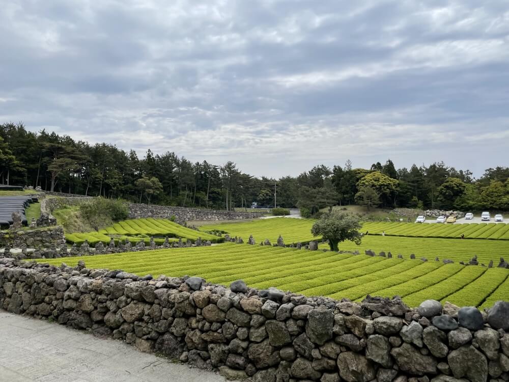 제주-서귀다원에서-내려다본-녹차밭