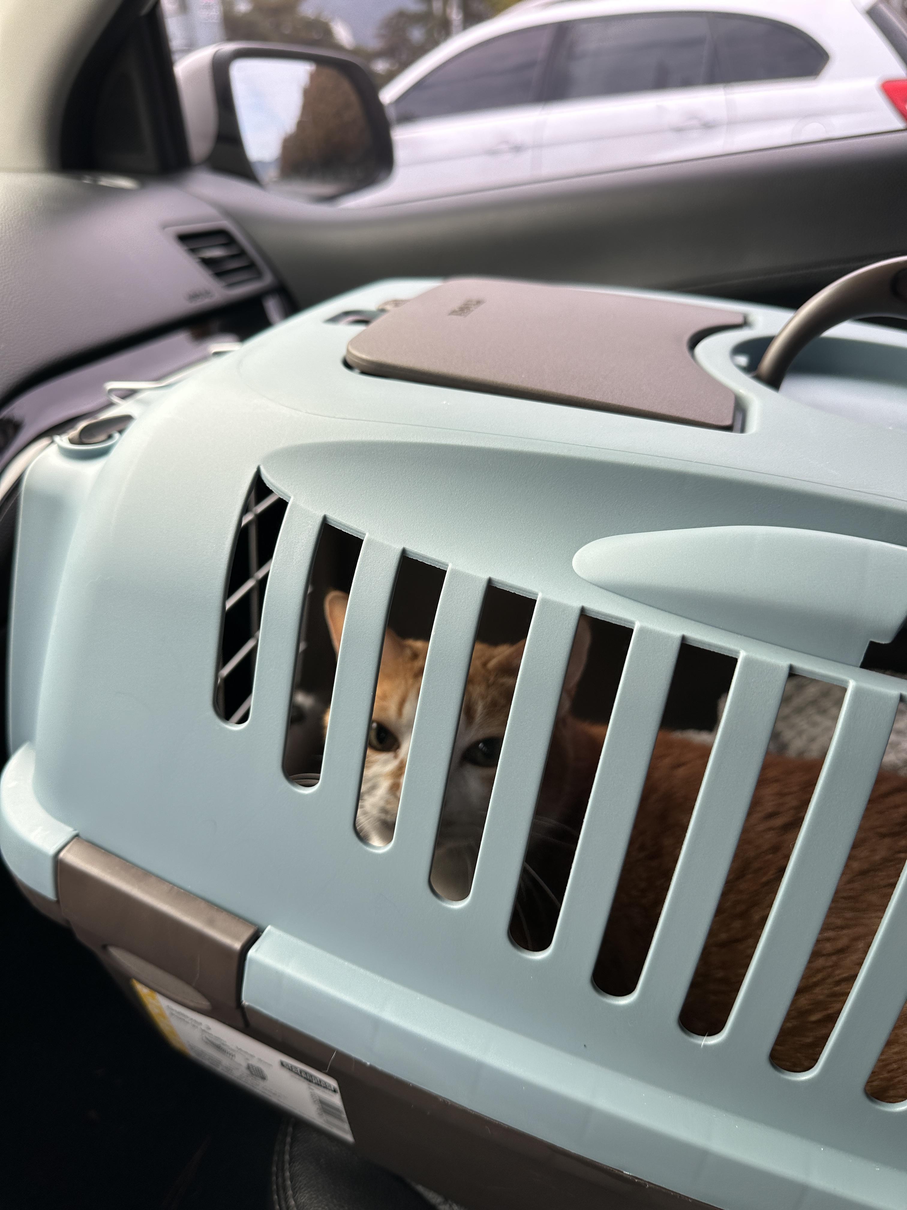 병원에_가는_차안_호야_1