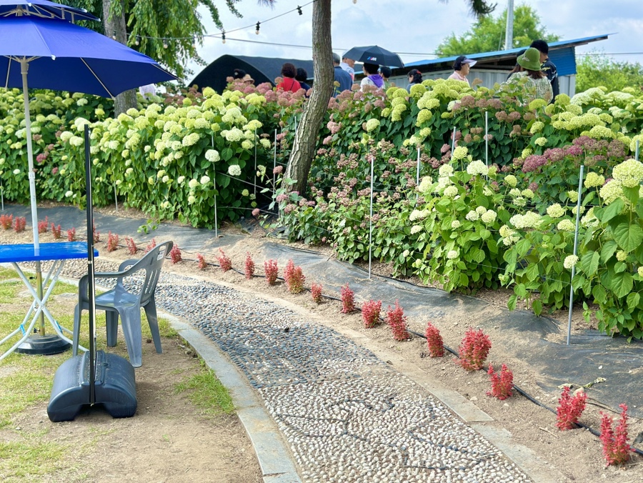 유구색동수국정원 수국축제