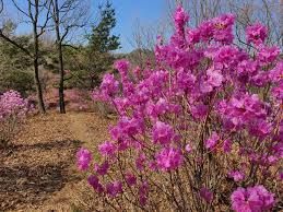 제 15회 옥산 옥려봉 진달래꽃 십리길 축제 기본일정과 프로그램 소개