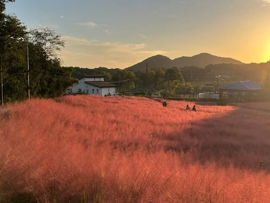 고창 청녹원 핑크뮬리 가든