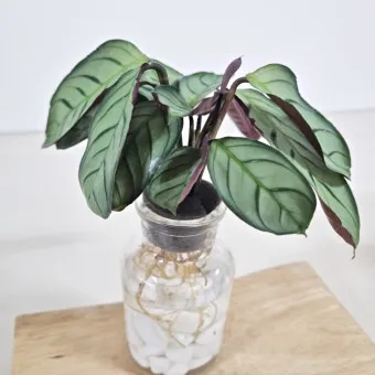 아마 재배 파종 시기 잡초 관리 섬유용 수확_13