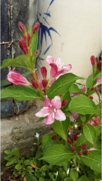 병꽃 무늬병꽃 삼색병꽃 붉은병꽃 아름다운 꽃 종류_7