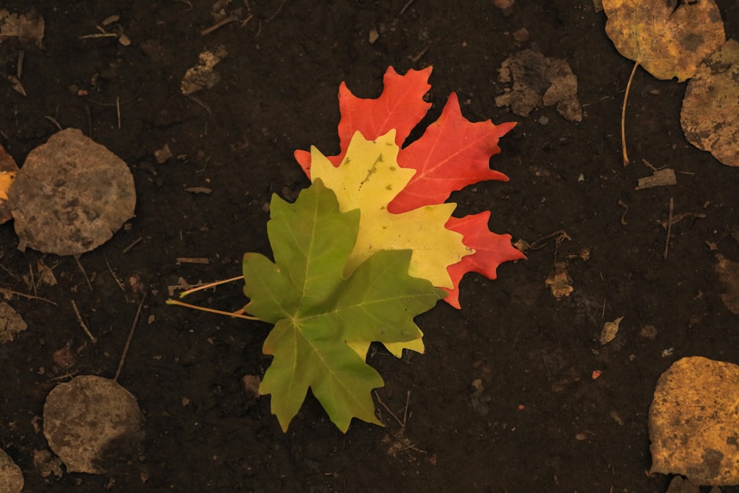 Transition
