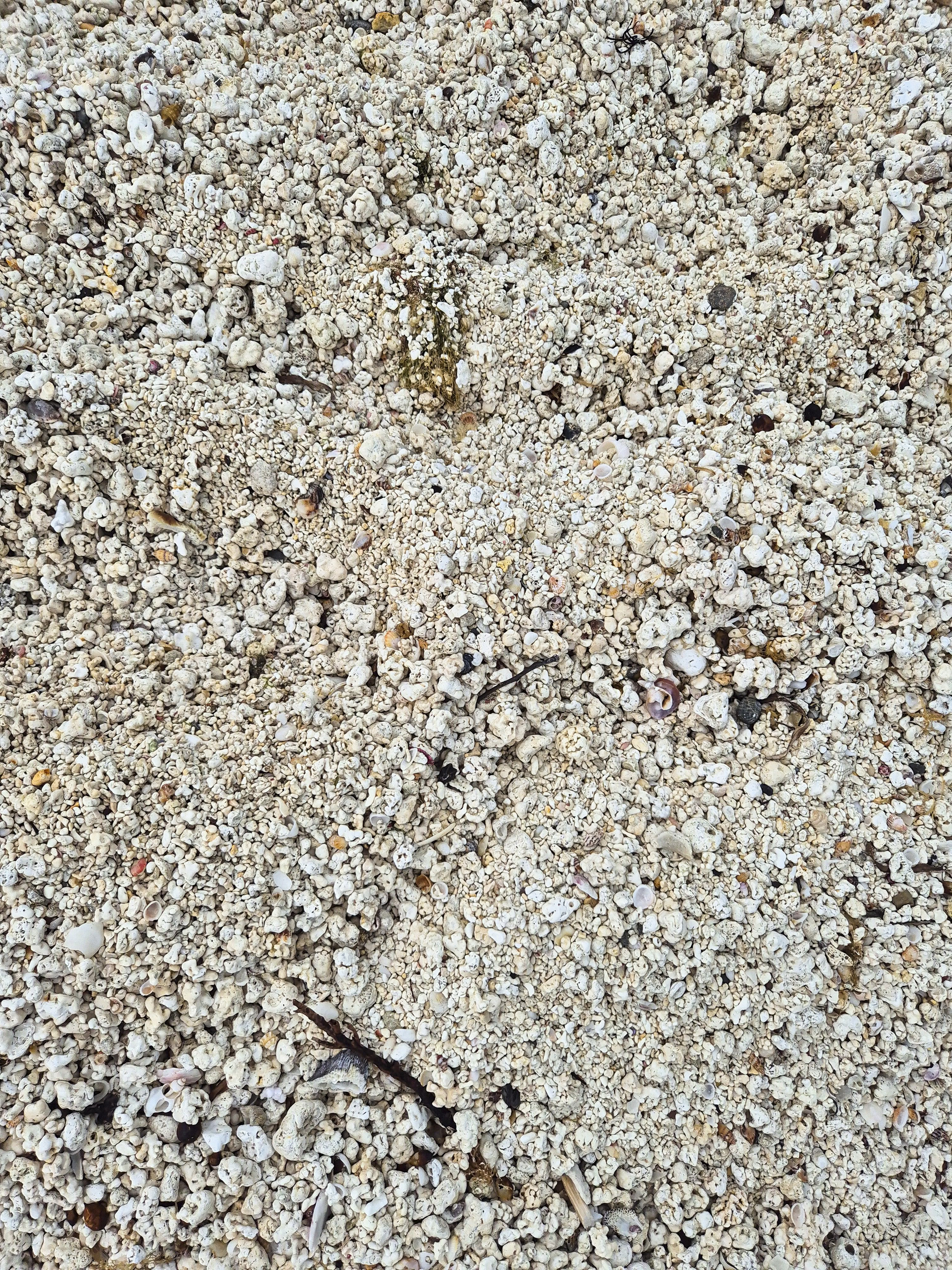 산호해수욕장의 모래