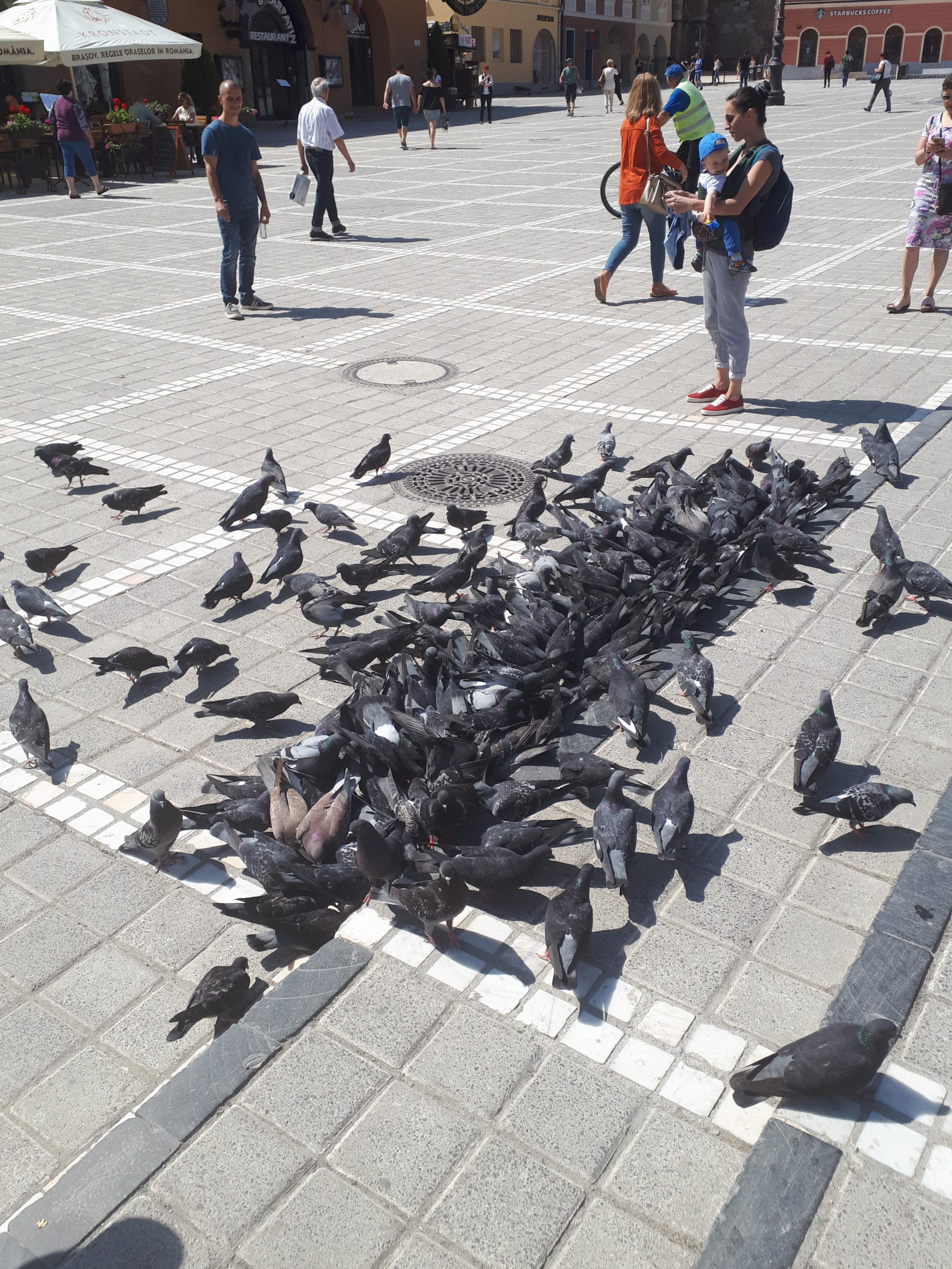 루마니아 브라쇼브 중앙 광장 비둘기떼