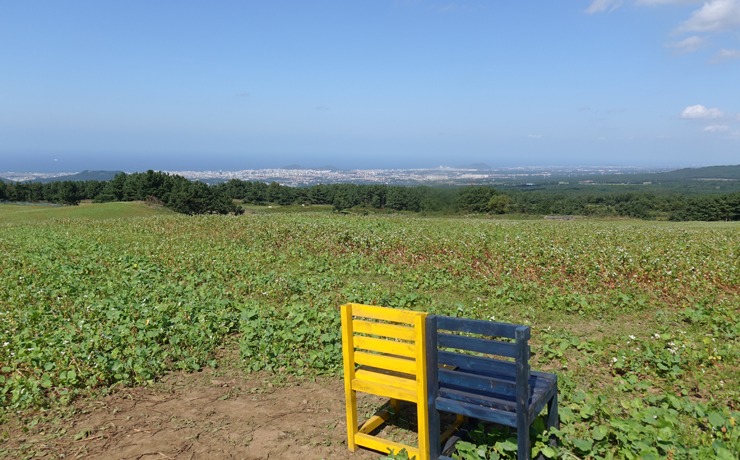 제주 오라동 메밀밭