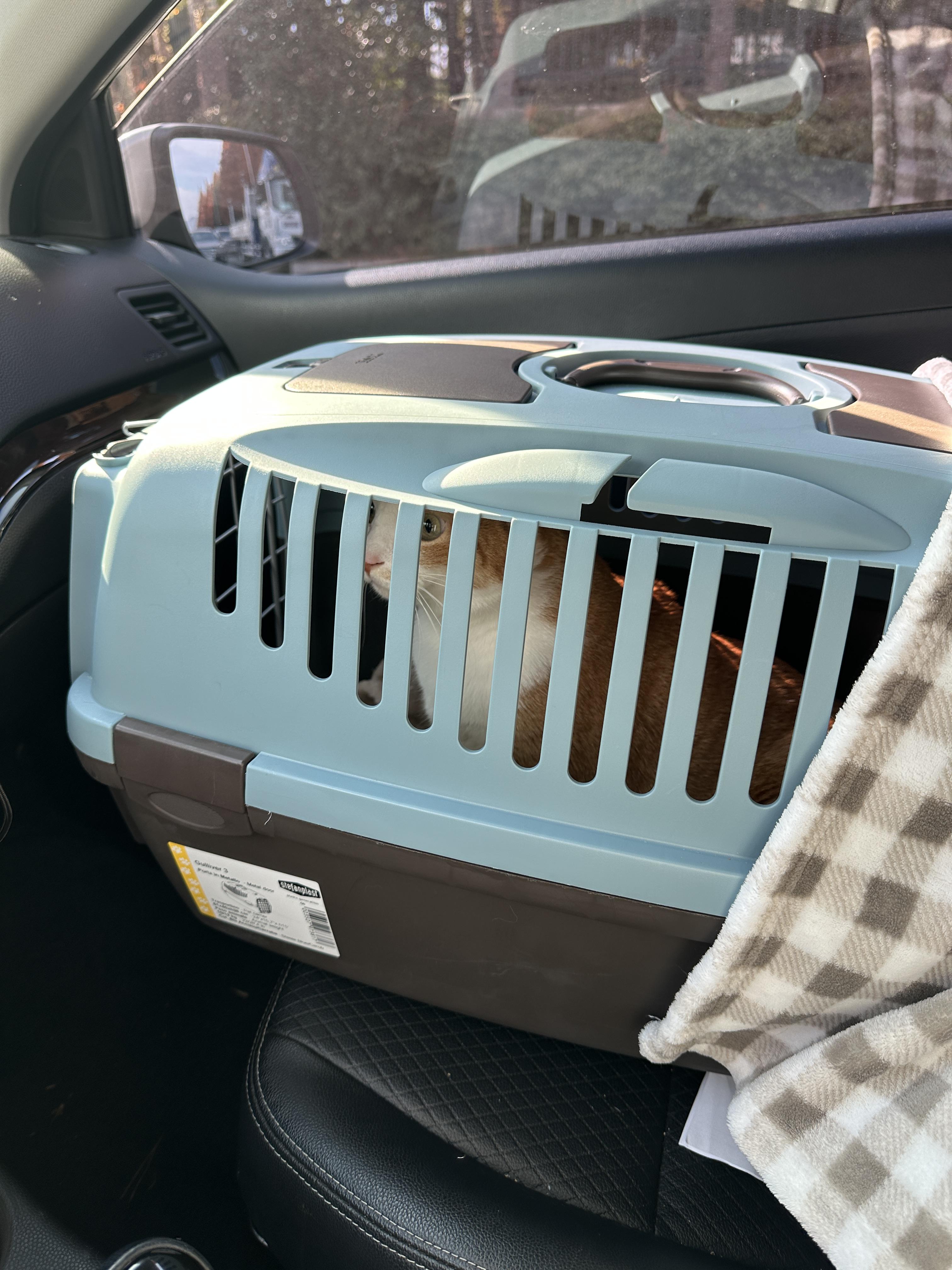 병원으로_가는_차안_호야_1