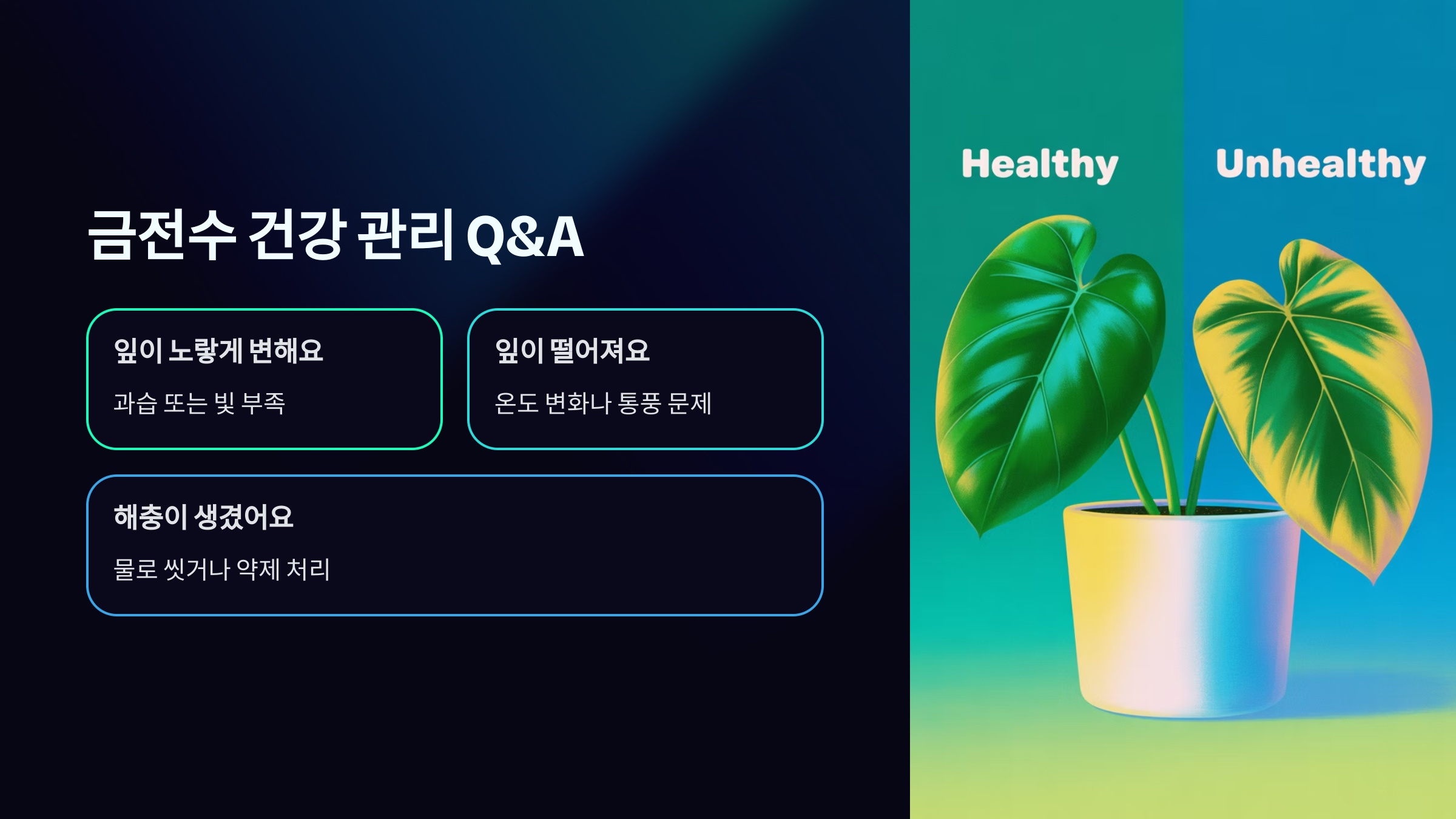 금전수 건강 관리 Q&A