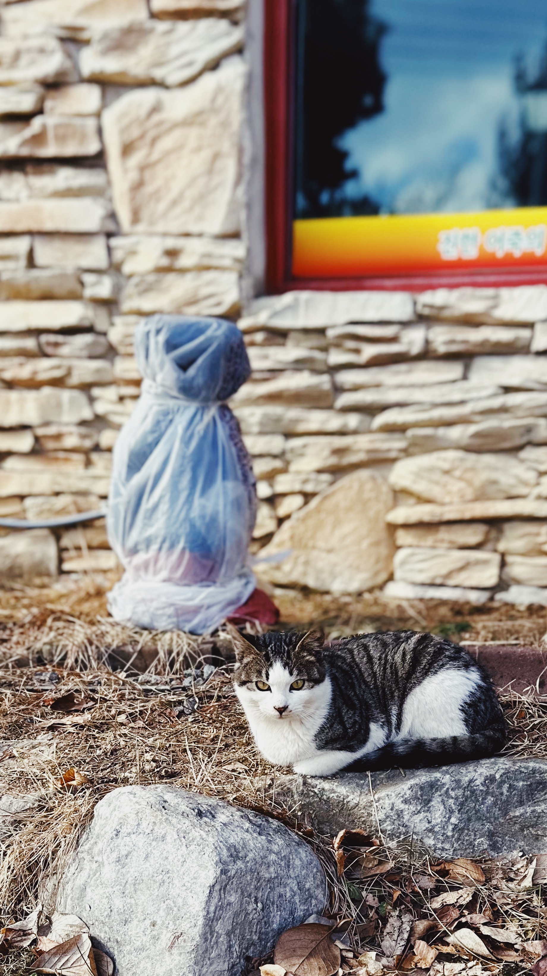 산성 고양이2