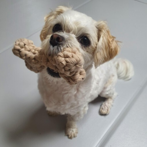 장난감을 물고오는 강아지 모습