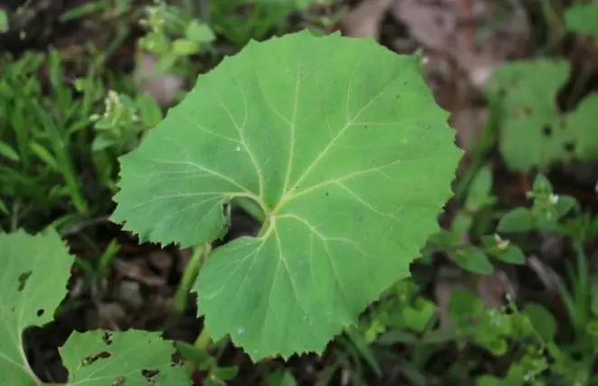 머위 데치기 및 먹는법