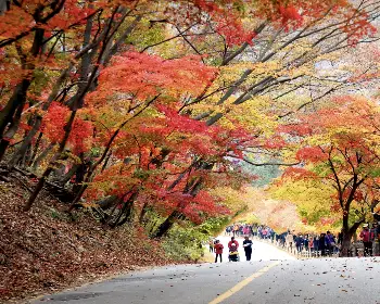 내장산 단풍_4