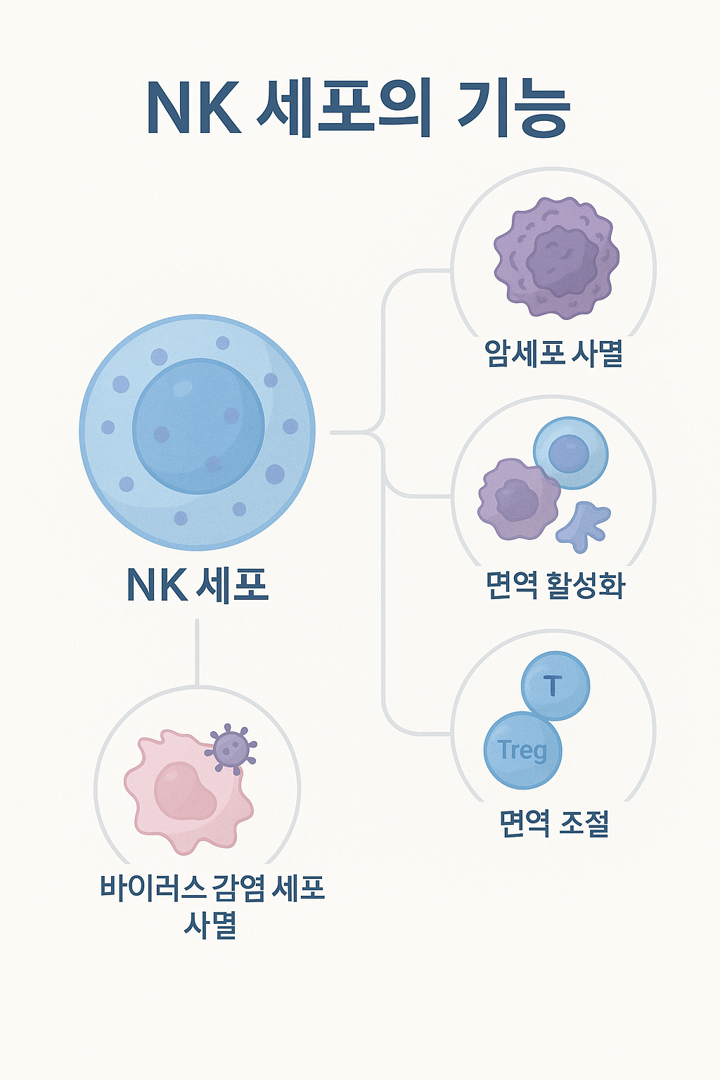 NK세포의 주요 기능을 설명하는 한글 면역 인포그래픽