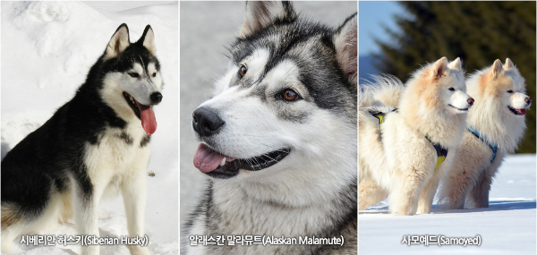 시베리안 허스키, 알래스칸 말라뮤트, 사모예드