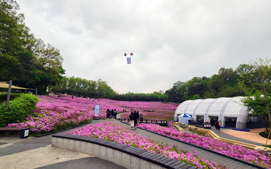 불암산 철쭉제 사진