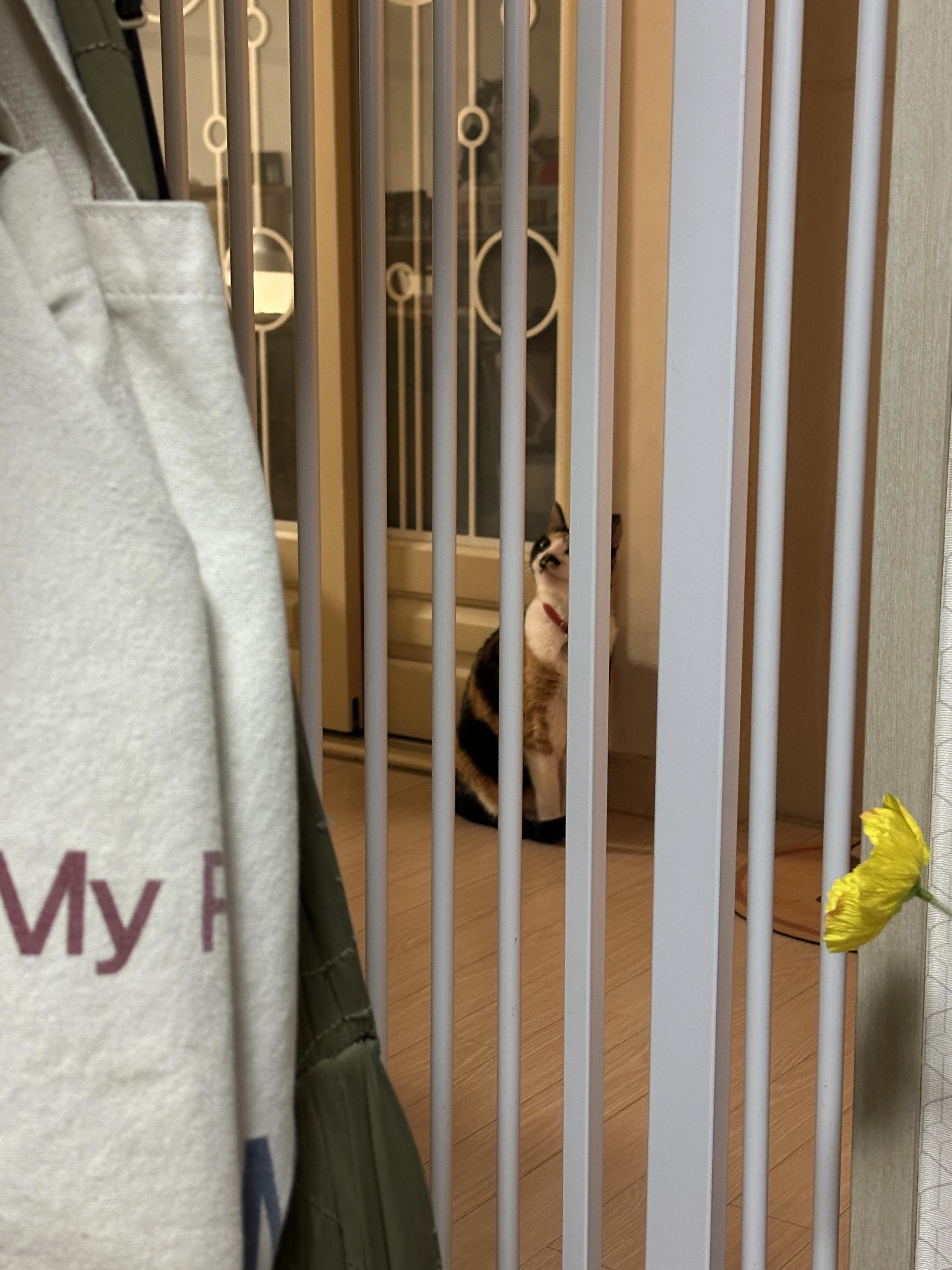 방묘문앞_삼색냥이_다다