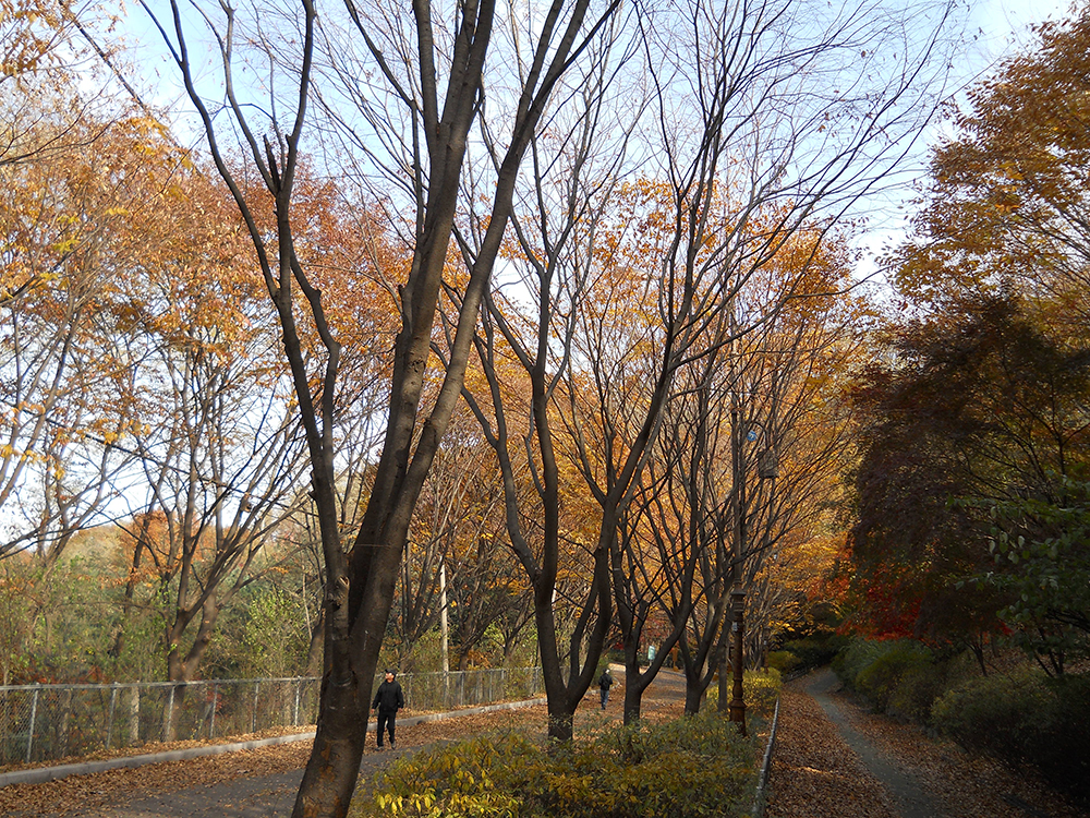 걷고 사랑하며 : 단풍이 가장 아름다운 안산자락길