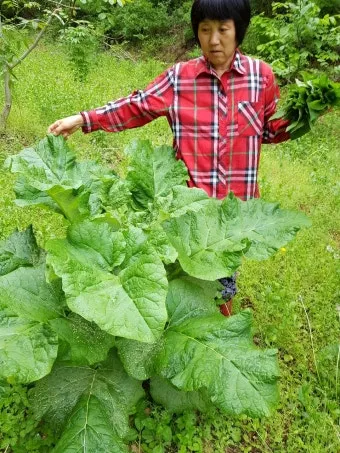 우엉 재배 깊이 갈기 직파 요령 곧게 키우기_2