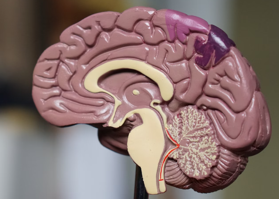 엉겅퀴 효능 : 뇌