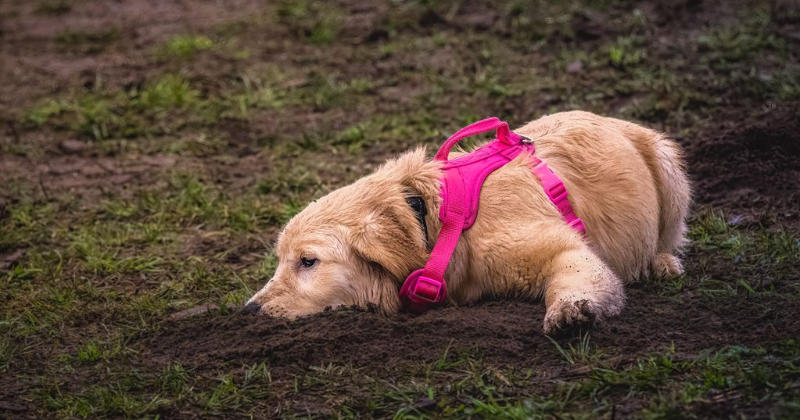 심심한 강아지 모습