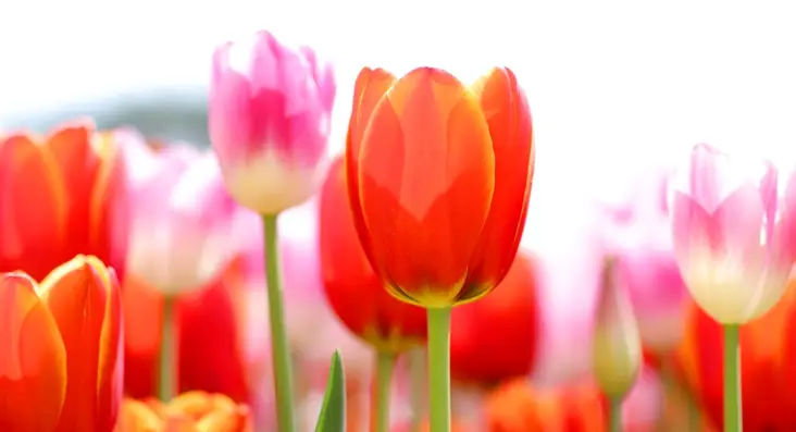 태안 튤립축제 일정, 개화시기