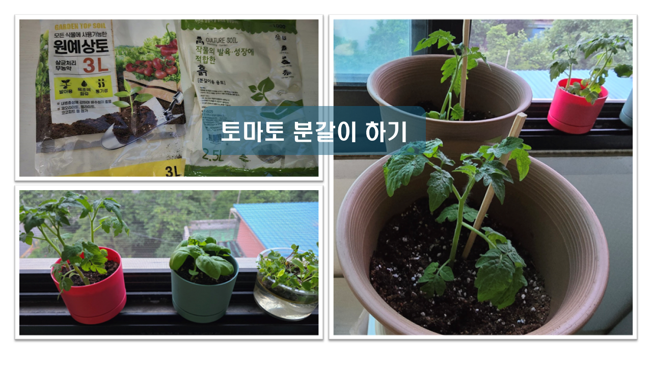 토마토 분갈이