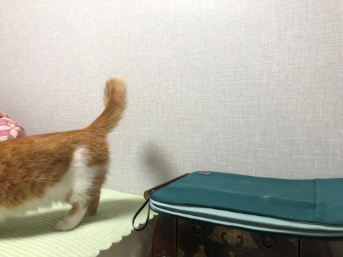 고양이폭풍그루밍