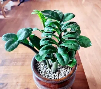 보석금전수 물주기 키우기 잎꽂이 꽃 노란잎 관리 재물운_13