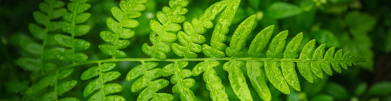 임업 및 임산물이 정의 - 고사리