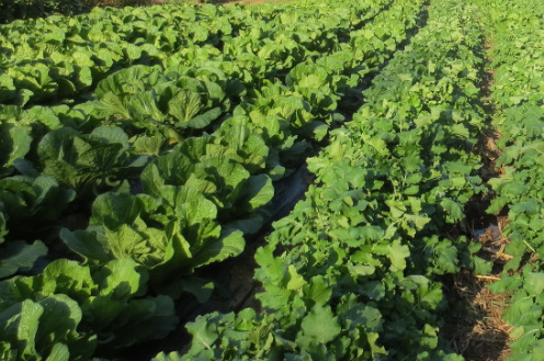 알타리심는시기 가을 김장 총각무 중부 남부 지방 재배 방법 수확 시기 총정리2