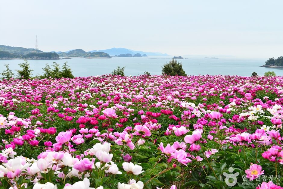 고흥 작약 꽃밭