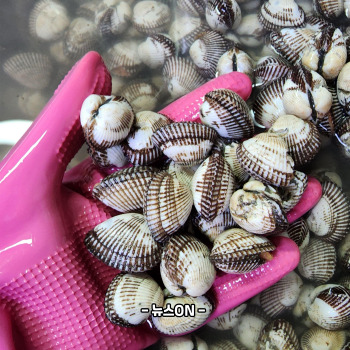 꼬막 비빔밥 레시피