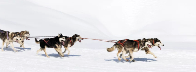 썰매를 끌고 있는 시베리안 허스키 사진