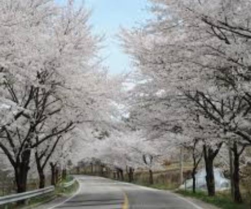 완주 벚꽃