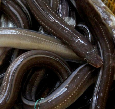 장어즙 효능 관련 이미지