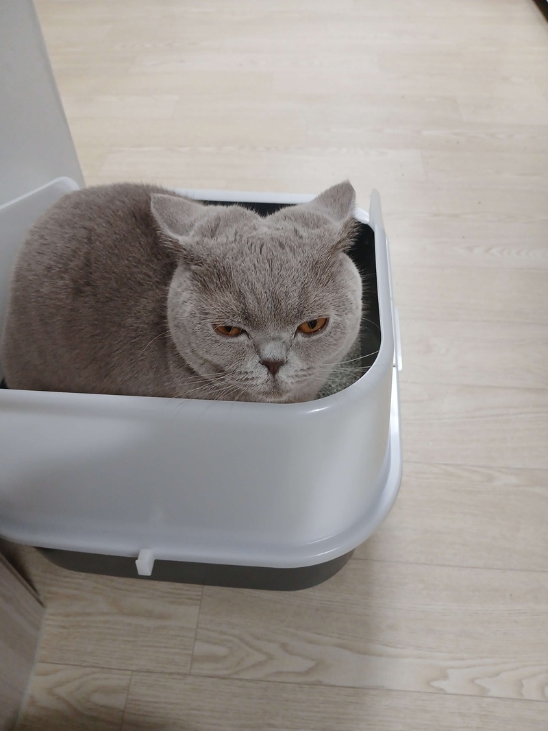 고양이 화장실 냄새의 주범인 암모니아( $NH_3$ ) 가스는 집사와 고양이 모두의 호흡기 건강에 영향을 줄 수 있습니다