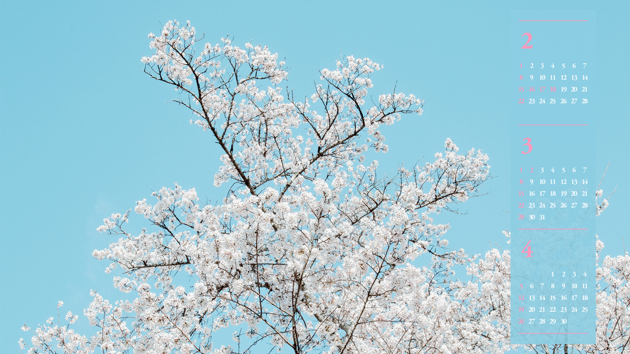 04 흰색 벚꽃나무 B - 2026년3월 달력배경화면