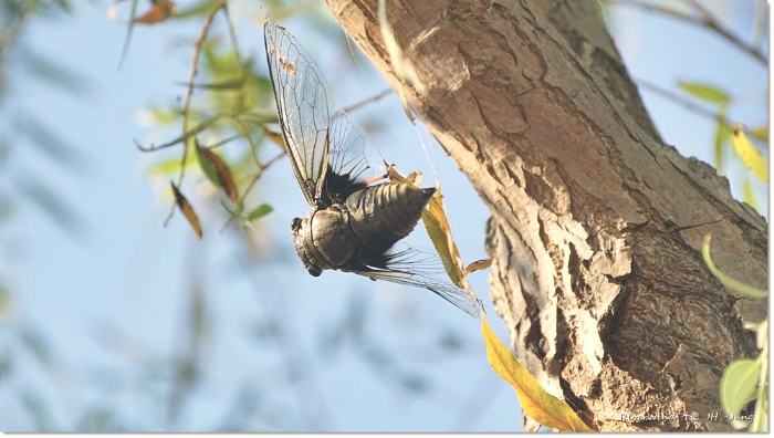 말매미, Korean Blackish Cicada