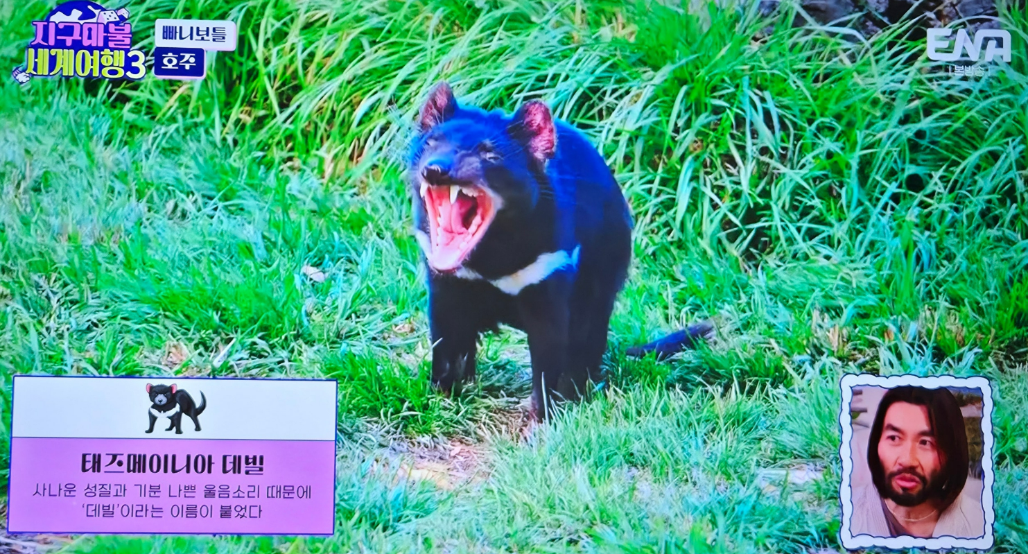 지구마불세계여행3 빠니보틀 - 호주편