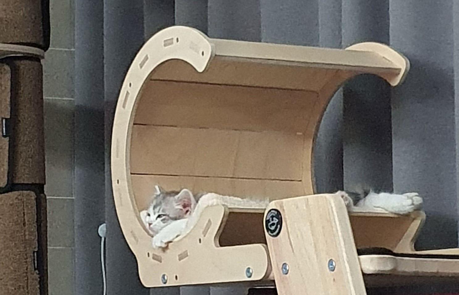 2022.02.13 쿵이는 캣타워러버